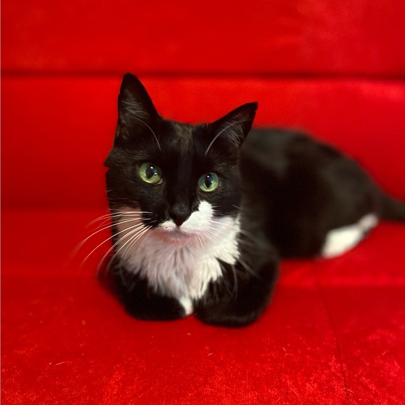 theretrocat